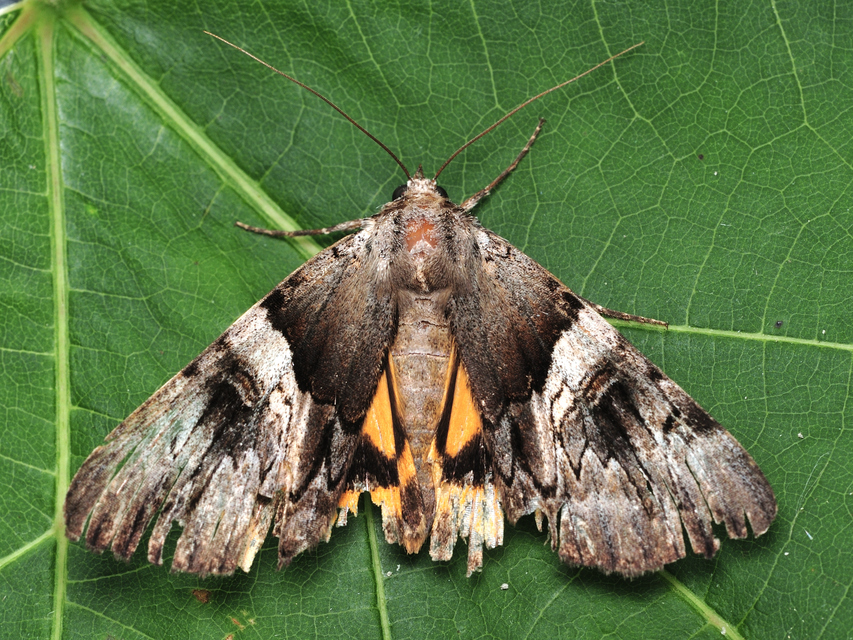 galagonya-övesbagoly - Catocala fulminea