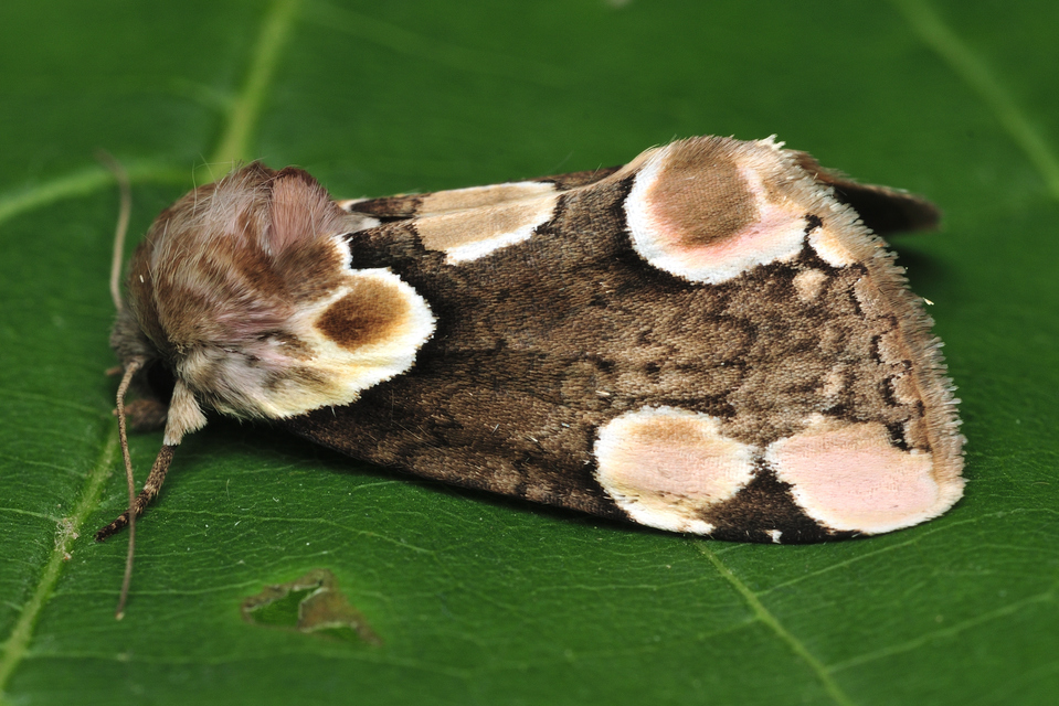 rózsafoltos pihésszövő - Thyatira batis