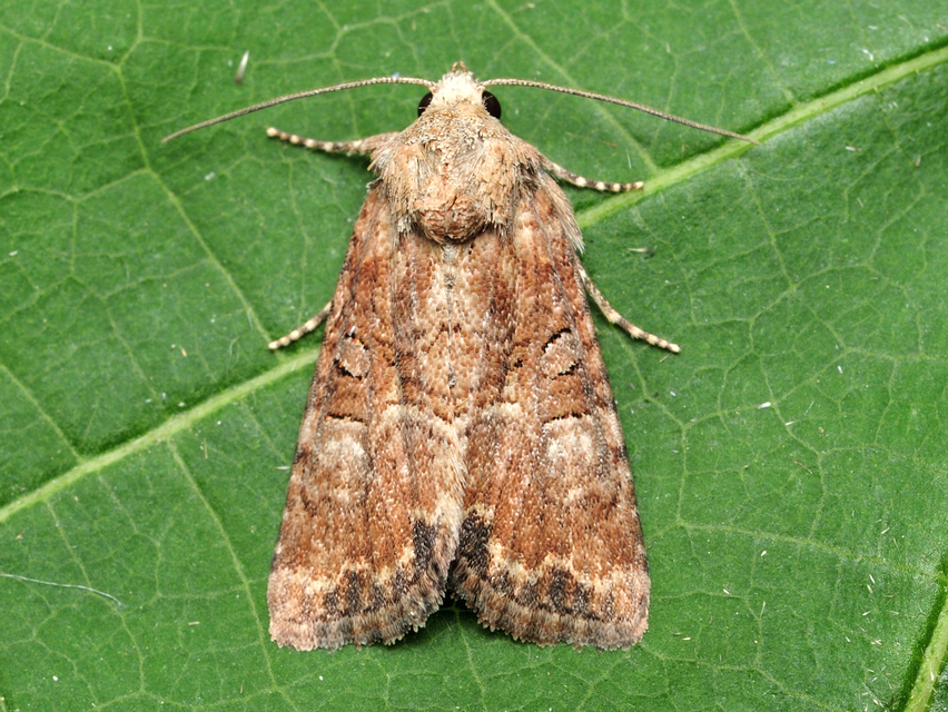 kétszínű dudvabagoly - Mesoligia furuncula