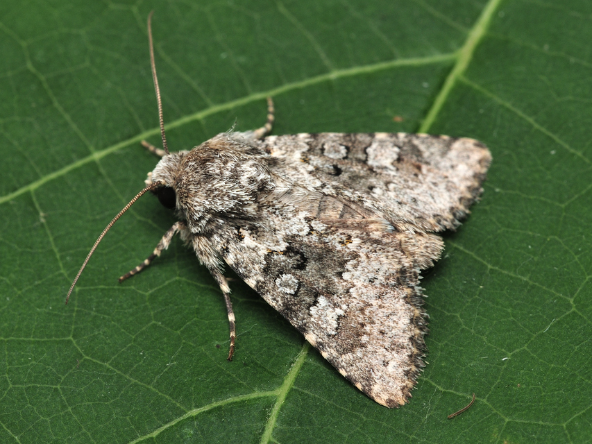 parajbagoly - Hecatera dysodea