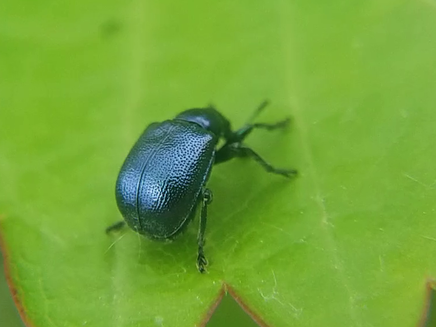 Byctiscus betulae - szőlő-levélsodró