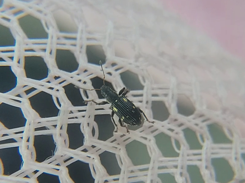 Polydrusus picus - pikkelyfoltos lombormányos