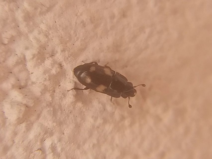 Glischrochilus quadrisignatus - amerikai fénybogár Glischrochilus quadrisignatus - amerikai fénybogár