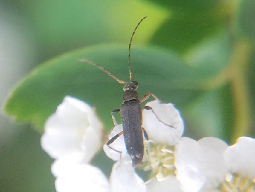Grammoptera ruficornis - gyűrűscsápú galagonyacincér Grammoptera ruficornis - gyűrűscsápú galagonyacincér