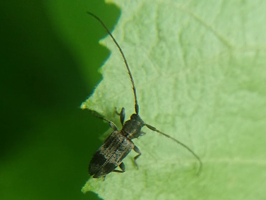 Exocentrus lusitanus - hársfa-rőzsecincér