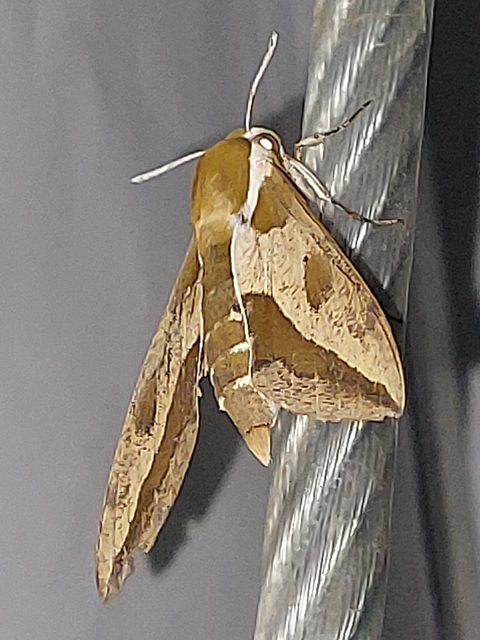 Hyles euphorbiae - kutyatejszender