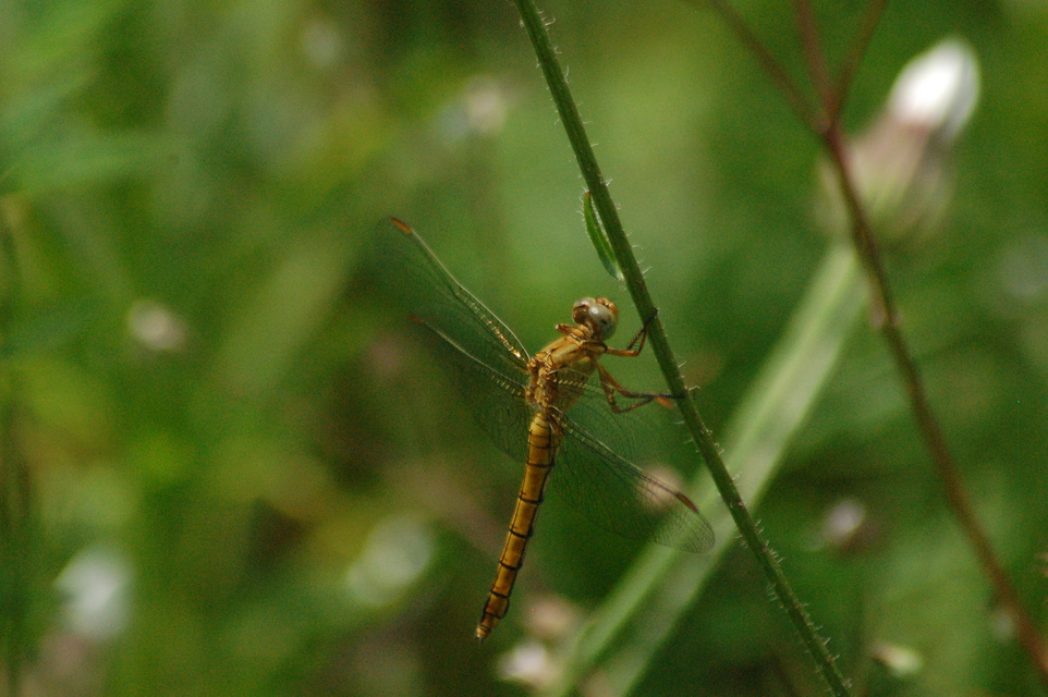 Orthetrum coerulescens - karcsú pásztorszitakötő