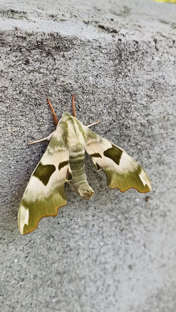 hársfaszender - Mimas tiliae