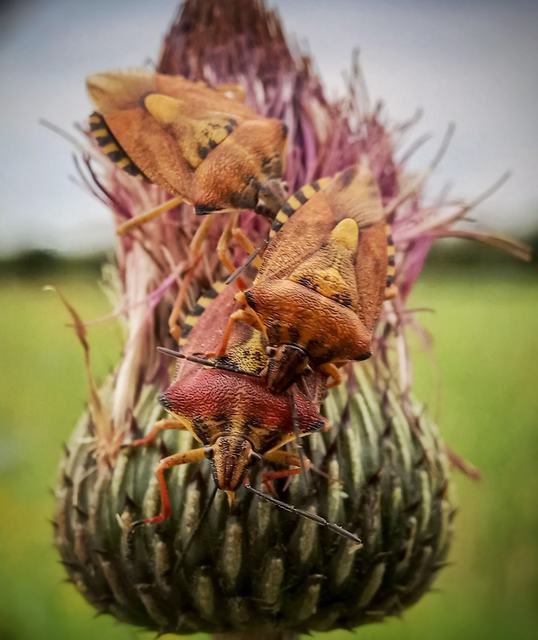 Carpocoris