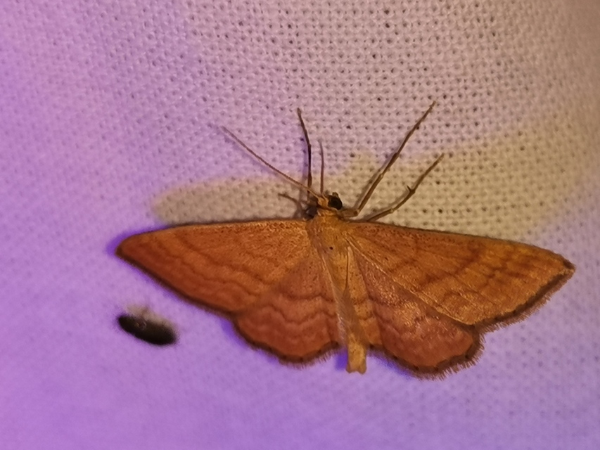 okkerszínű sávosaraszoló - Idaea ochrata