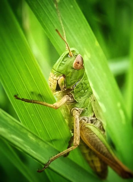 Pseudochorthippus parallelus - közönséges rétisáska