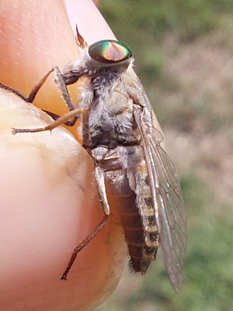 Tabanus