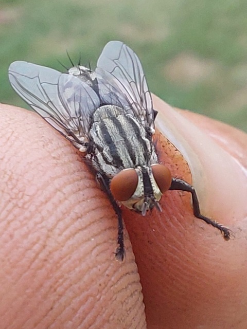 Sarcophagidae - húslégyfélék