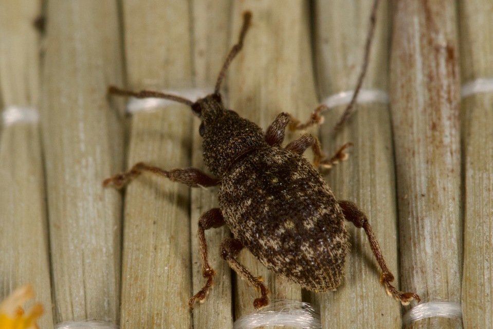 Otiorhynchus hystrix - sörtés gyalogormányos