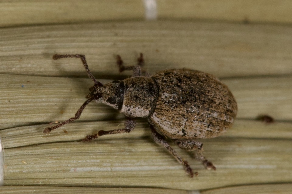 Peritelus familiaris - nagy kendermagbogár