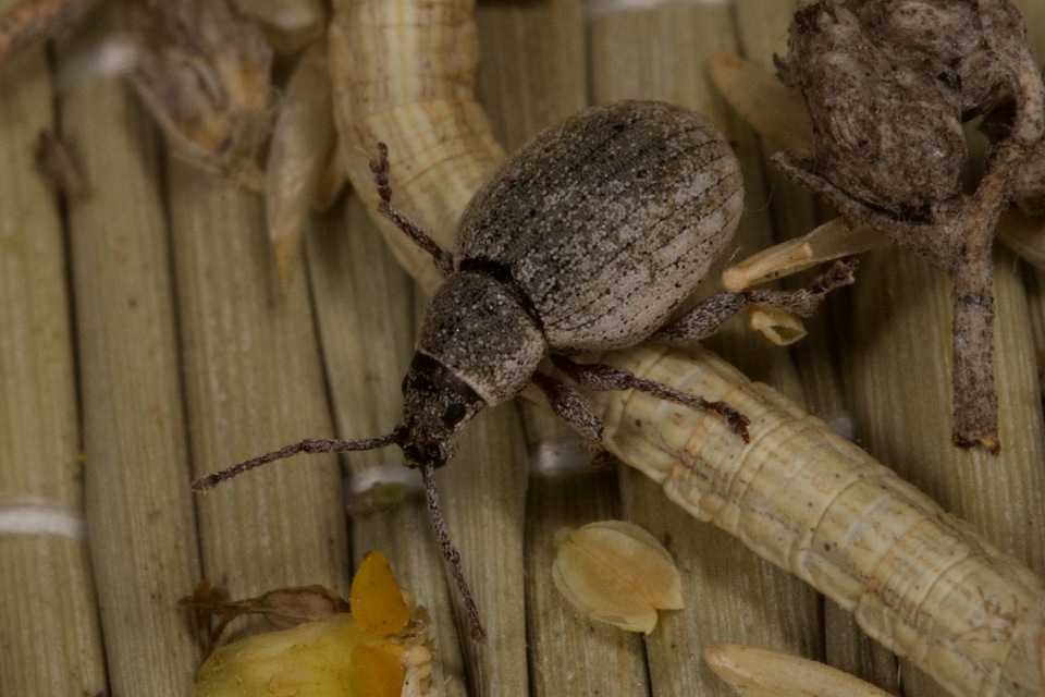 Peritelus familiaris - nagy kendermagbogár