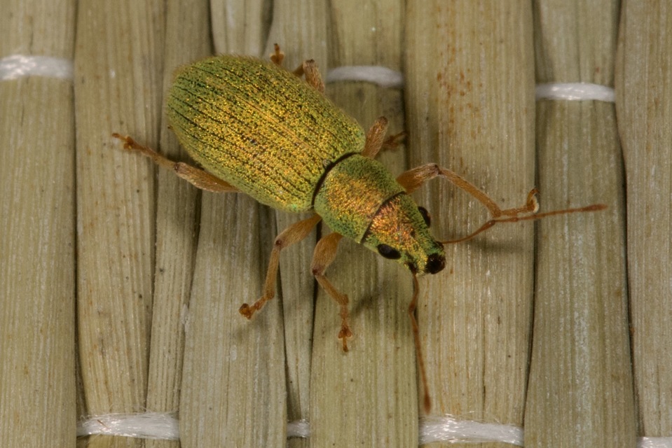 Polydrusus crinipes - mediterrán lombormányos