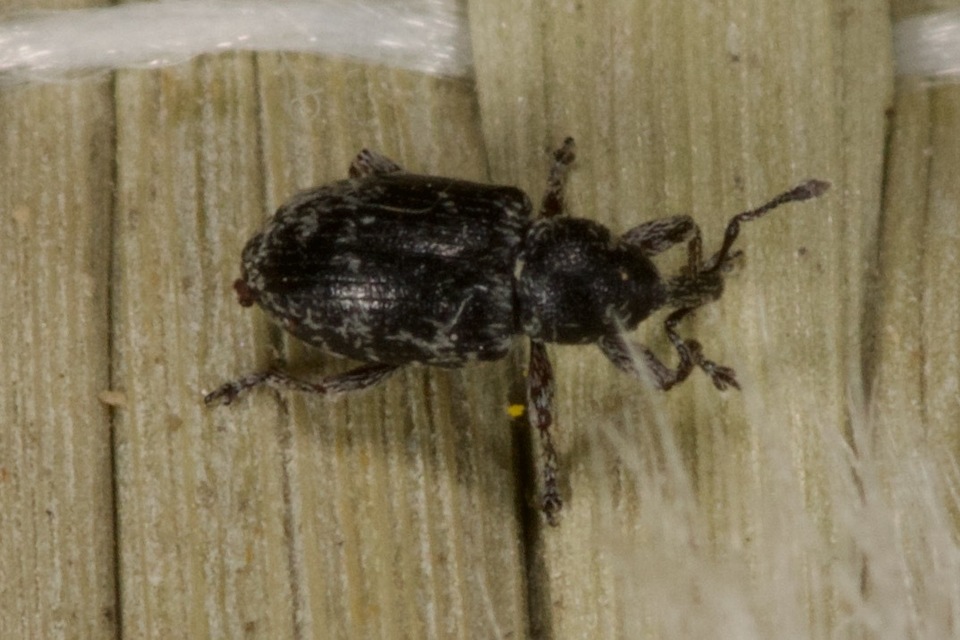 Smicronyx