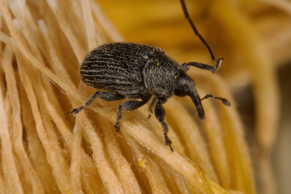 Rhinusa