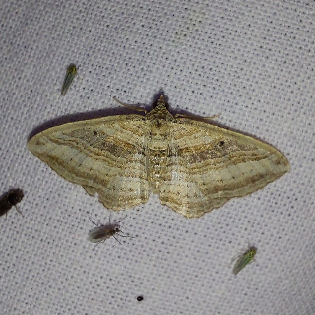 soksávú araszoló - Costaconvexa polygrammata