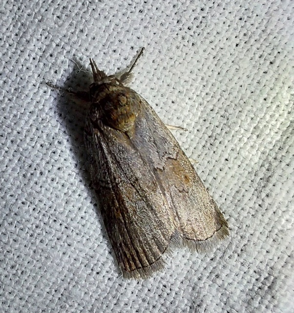 nyárfa-trapézbagoly - Nycteola asiatica