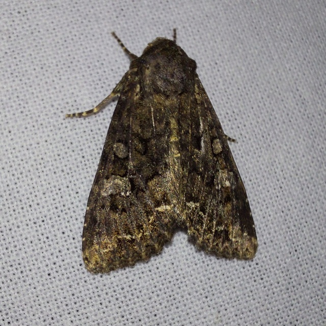 káposztabagoly - Mamestra brassicae