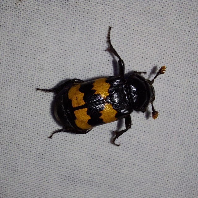 Nicrophorus interruptus - sárgaszőrű temetőbogár