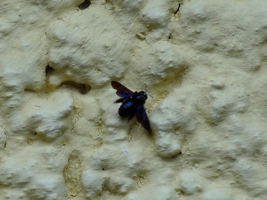 Xylocopa
