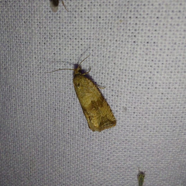 pitypangfúró tükrösmoly - Celypha striana