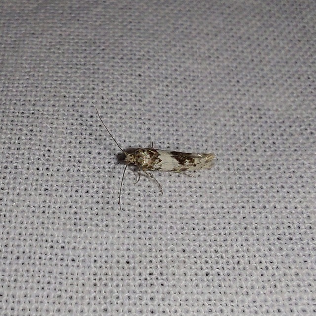 mediterrán zöldmoly - Episcythris triangulella