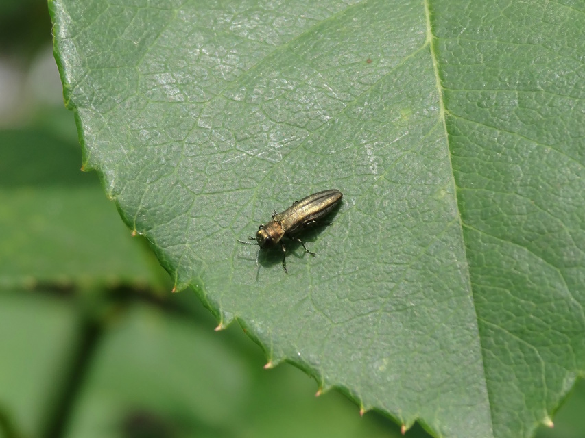 Agrilus