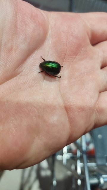 Anomala dubia - kis fináncbogár