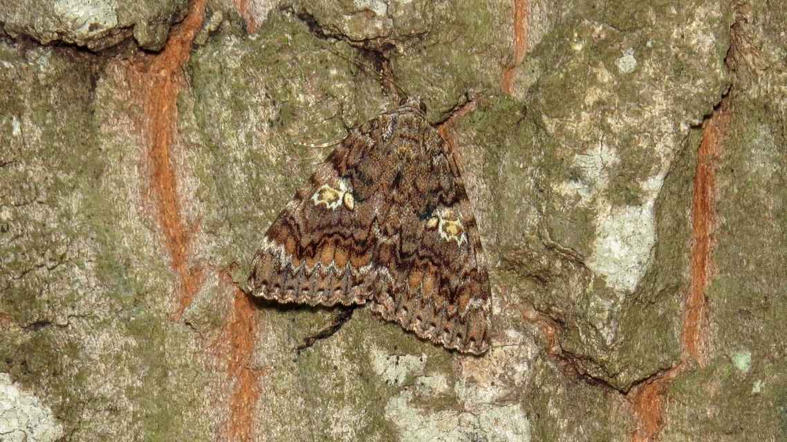 Catocala sponsa - tölgyfa-övesbagoly