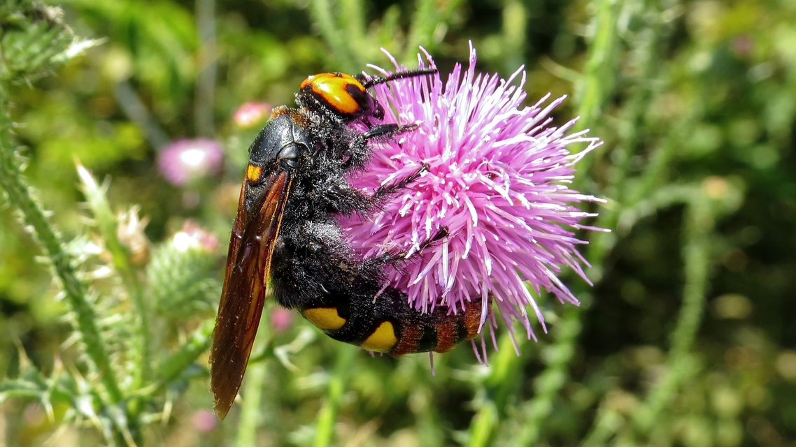Megascolia maculata - óriás-tőrösdarázs