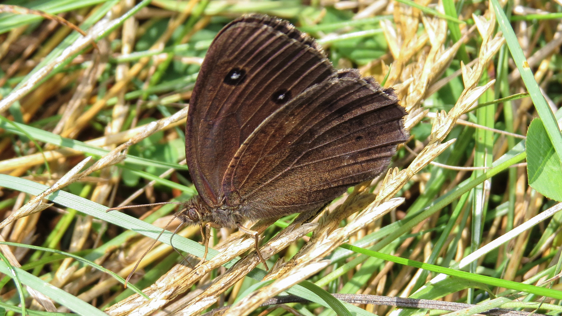 Minois dryas - fekete szemeslepke