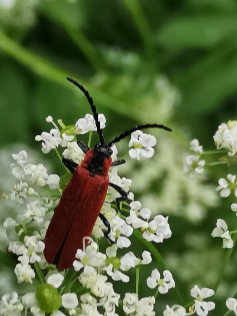 Lygistopterus sanguineus - vérbogár