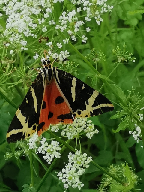 csíkos medvelepke - Euplagia quadripunctaria
