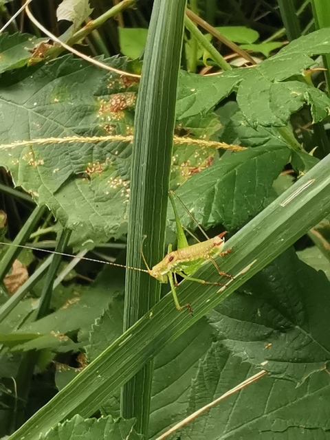 Leptophyes