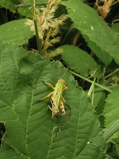 Pseudopodisma nagyi - Nagy-hegyisáska