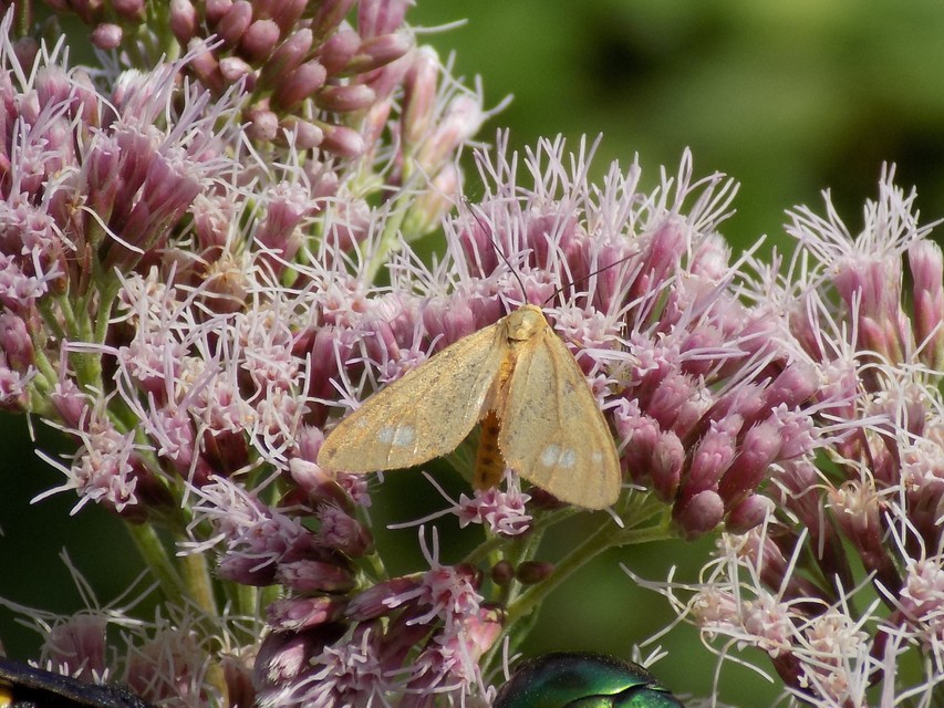 üvegpettyes álcsüngőlepke - Dysauxes ancilla