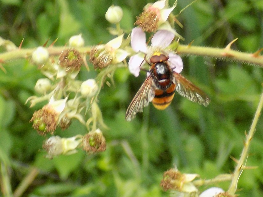 Volucella zonaria - kétöves pihelégy Volucella zonaria - kétöves pihelégy