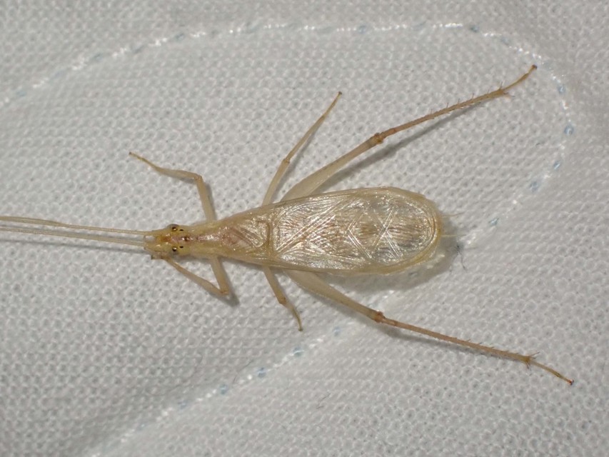 Oecanthus pellucens - pirregőtücsök