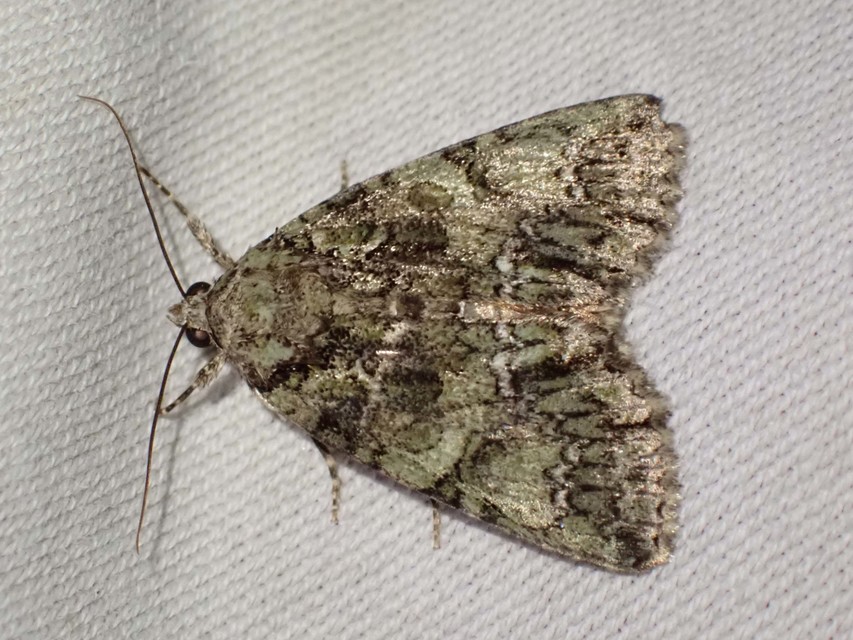 selyemfényű erdeibagoly - Polyphaenis sericata