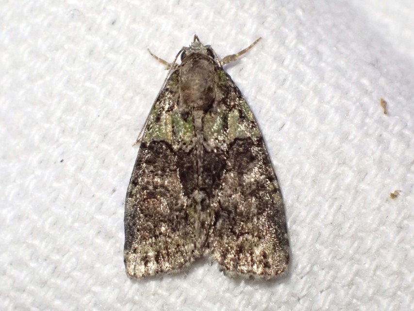 sárgászöld zuzmóbagoly - Cryphia algae