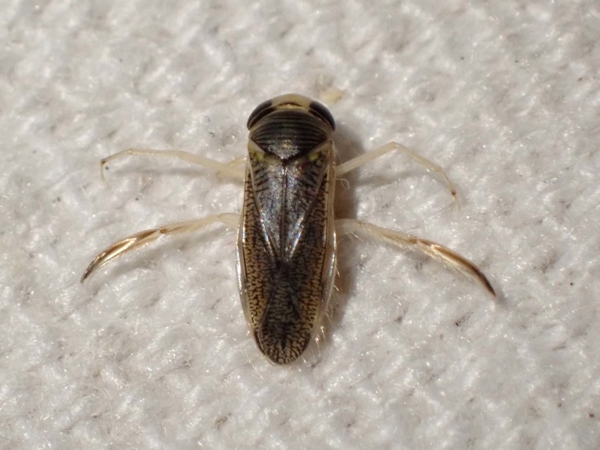 Corixidae - búvárpoloskák Corixidae - búvárpoloskák