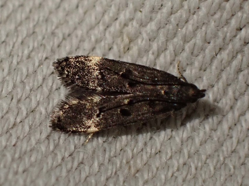 zuzmórágó sarlósmoly - Dichomeris alacella