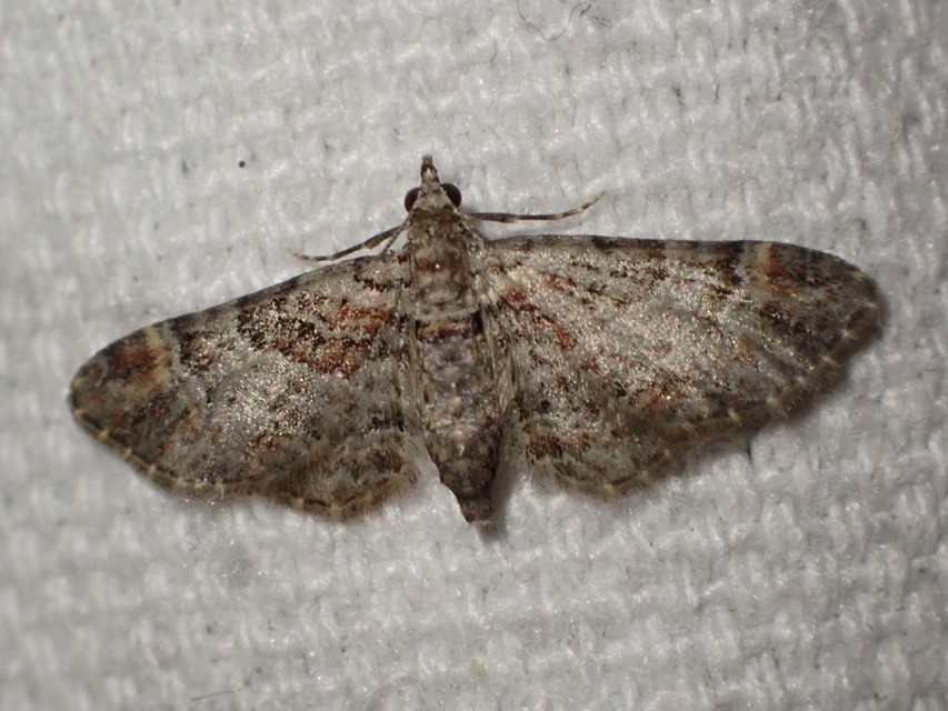 vöröscsíkos törpearaszoló - Gymnoscelis rufifasciata