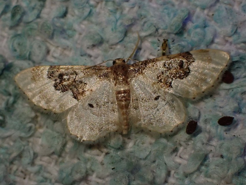 tarka apróaraszoló - Idaea rusticata