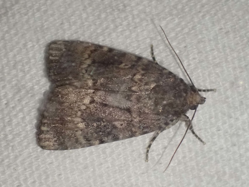 Amphipyra berbera/pyramidea