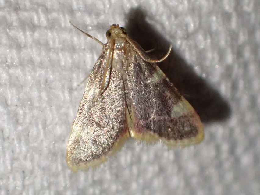 szénailonca - Hypsopygia costalis